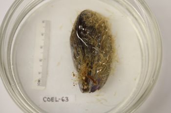Media type: image;   Invertebrate Zoology COEL-63 Description: Preserved specimen.;